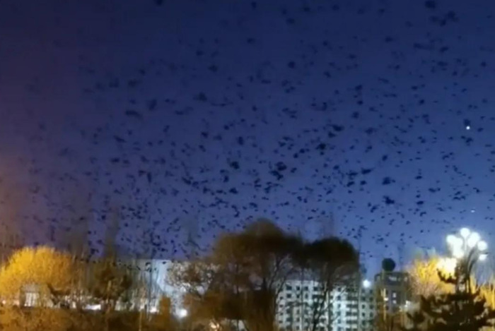 早上乌鸦成群满天飞预兆【满天飞乌鸦是什么预兆】