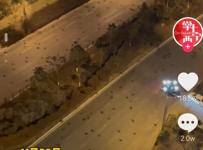 早上乌鸦成群满天飞预兆【满天飞乌鸦是什么预兆】