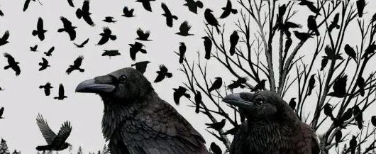 早上乌鸦成群满天飞预兆【满天飞乌鸦是什么预兆】