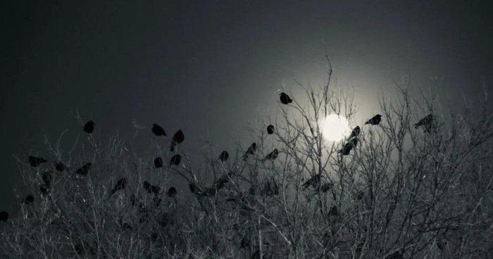 早上乌鸦成群满天飞预兆【满天飞乌鸦是什么预兆】