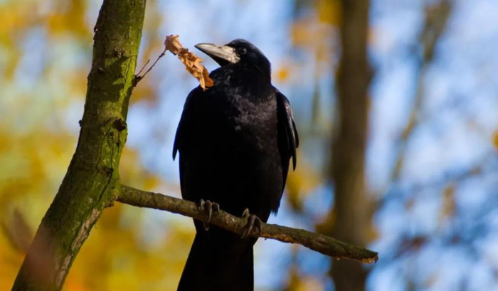 早上乌鸦成群满天飞预兆【满天飞乌鸦是什么预兆】