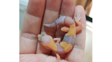 豹纹守宫寿命怎么洗澡【豹纹守宫寿命公母区别】