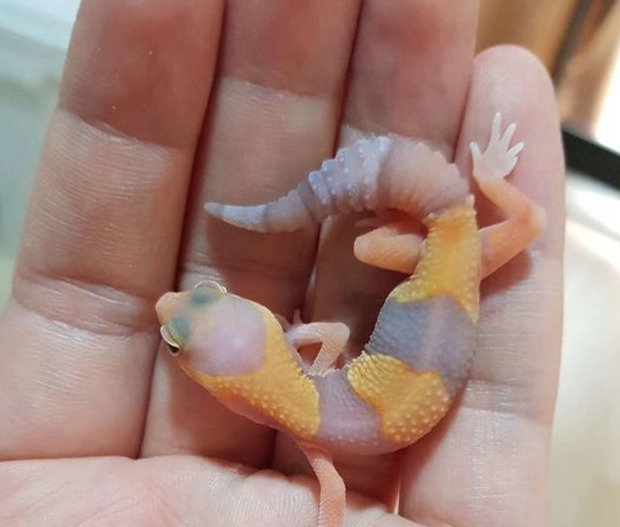 豹纹守宫寿命怎么洗澡【豹纹守宫寿命公母区别】