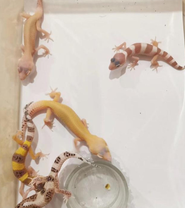 豹纹守宫寿命怎么洗澡【豹纹守宫寿命公母区别】