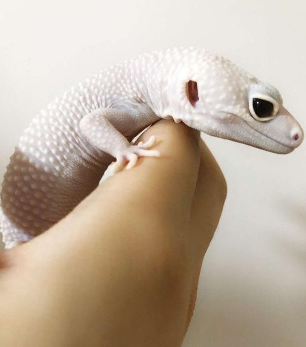 豹纹守宫寿命怎么洗澡【豹纹守宫寿命公母区别】