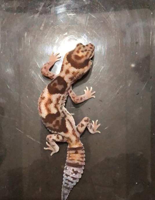 豹纹守宫寿命怎么洗澡【豹纹守宫寿命公母区别】