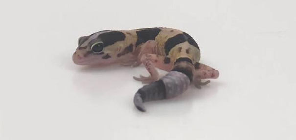 豹纹守宫寿命怎么洗澡【豹纹守宫寿命公母区别】