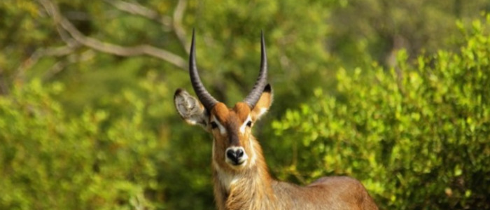 长安标志朝下是什么车【长安标志有哪些】