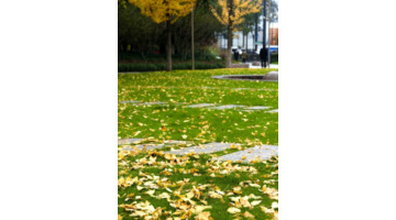 一夜入秋的句子【一夜之间入秋】