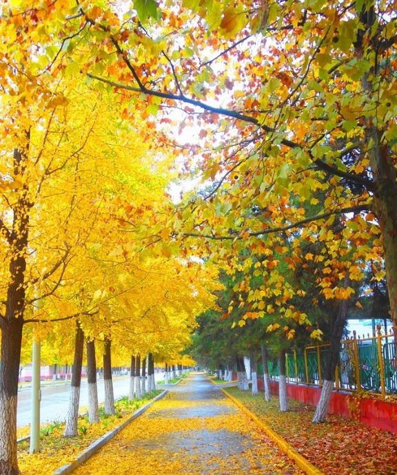 一夜入秋的句子【一夜之间入秋】