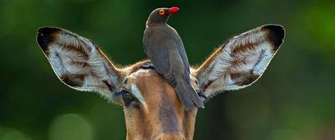 原始合作和互利共生的曲线图【原始合作的概念】