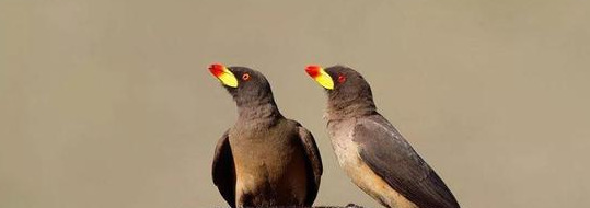 原始合作和互利共生的曲线图【原始合作的概念】