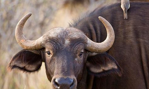 原始合作和互利共生的曲线图【原始合作的概念】