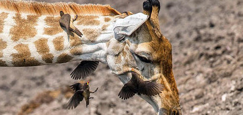 原始合作和互利共生的曲线图【原始合作的概念】