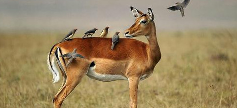 原始合作和互利共生的曲线图【原始合作的概念】