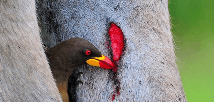 原始合作和互利共生的曲线图【原始合作的概念】