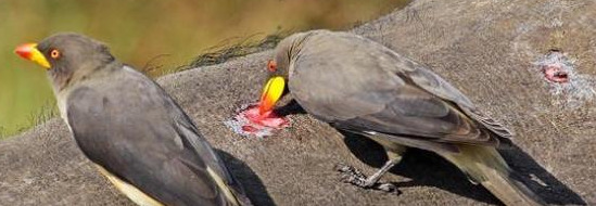 原始合作和互利共生的曲线图【原始合作的概念】