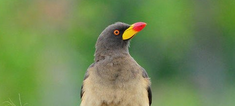 原始合作和互利共生的曲线图【原始合作的概念】