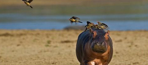 原始合作和互利共生的曲线图【原始合作的概念】