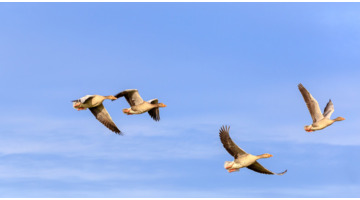 都说地包天的人有福【俗话说地包天是什么意思】