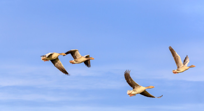 都说地包天的人有福【俗话说地包天是什么意思】