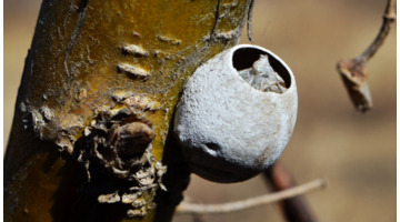 杨拉罐的药用价值【杨拉罐有什么作用】