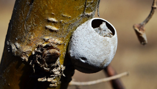 杨拉罐的药用价值杨拉罐有什么作用