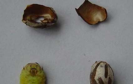 杨拉罐的药用价值【杨拉罐有什么作用】