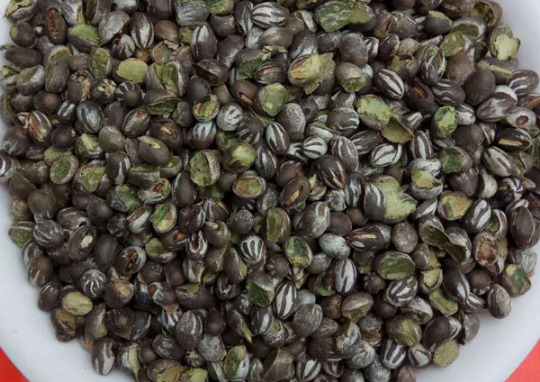 杨拉罐的药用价值【杨拉罐有什么作用】