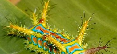 杨拉罐的药用价值【杨拉罐有什么作用】