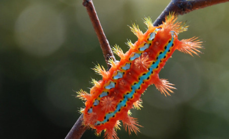 杨拉罐的药用价值【杨拉罐有什么作用】