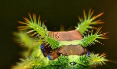 杨拉罐的药用价值【杨拉罐有什么作用】