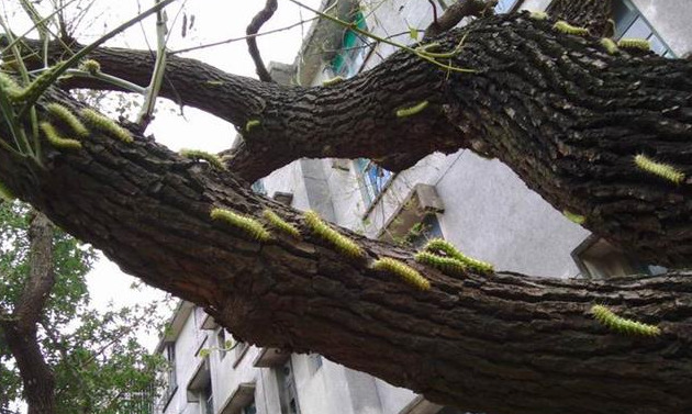 杨拉罐的药用价值【杨拉罐有什么作用】