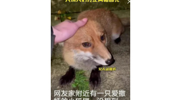 钱存京东小金库安全吗【开通京东小金库安全吗】