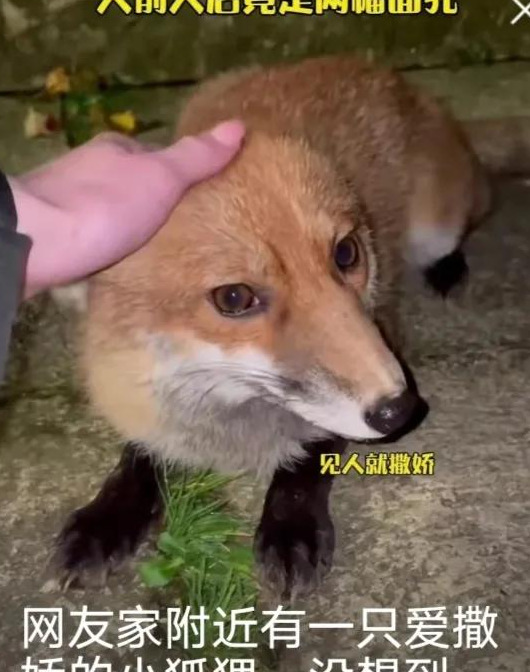 钱存京东小金库安全吗【开通京东小金库安全吗】