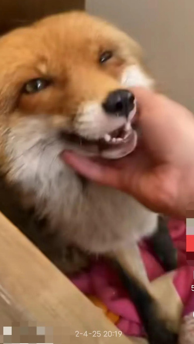 钱存京东小金库安全吗【开通京东小金库安全吗】