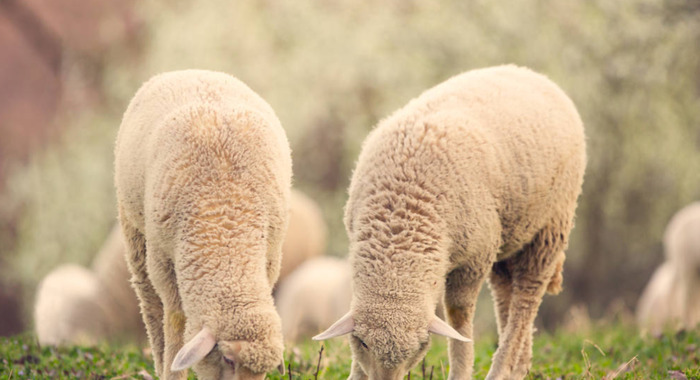 白羊座命中注定的姻缘【注定和白羊女是夫妻的星座】