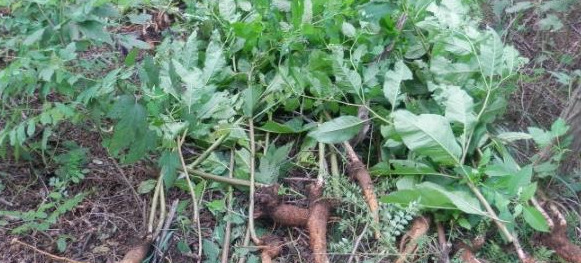 只要一部手机月入过万【一部手机怎么能月入过万】