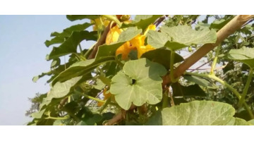 赞美农家菜园的句子顺口溜【赞美农家菜园的句子简短】