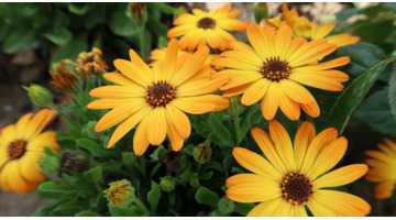 学校对学生评语怎么写【如何写学校评语】