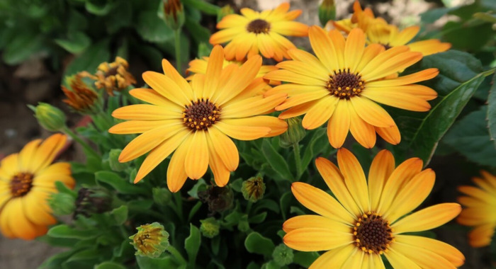 学校对学生评语怎么写【如何写学校评语】