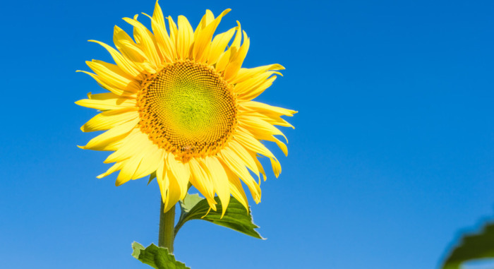 学校对学生评语怎么写【如何写学校评语】