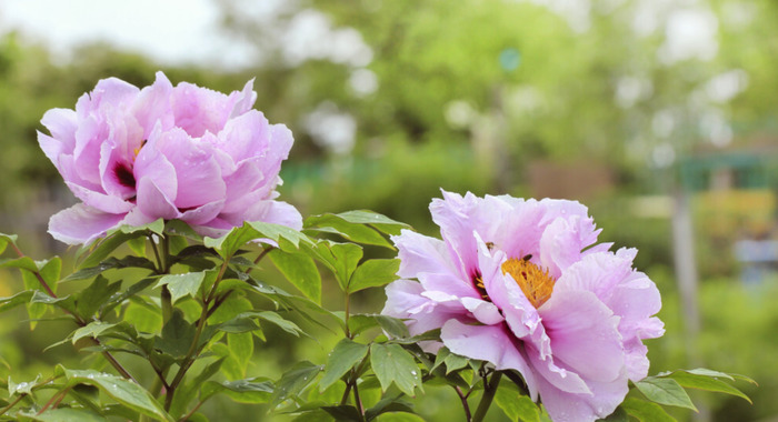 学校对学生评语怎么写【如何写学校评语】