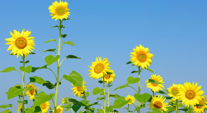 家庭教育促进法心得体会简短100字【家庭教育促进法心得体会100字】