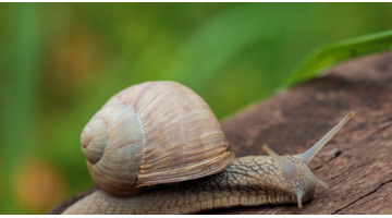 仿写昆虫备忘录的【昆虫备忘录蜗牛怎么写】