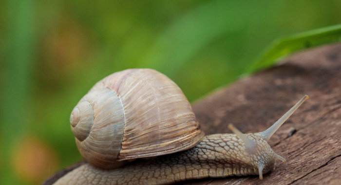 仿写昆虫备忘录的【昆虫备忘录蜗牛怎么写】