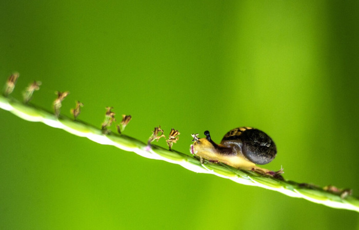 仿写昆虫备忘录的【昆虫备忘录蜗牛怎么写】