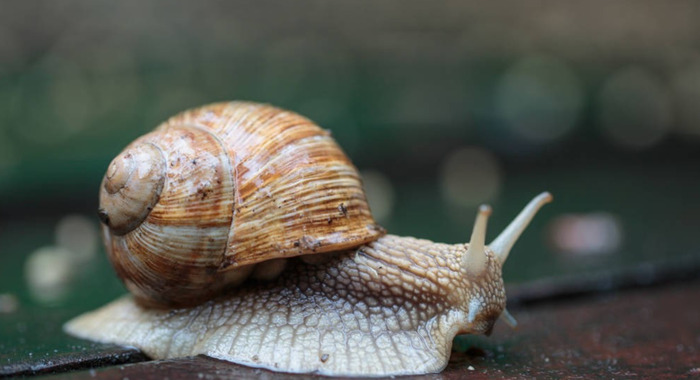 仿写昆虫备忘录的【昆虫备忘录蜗牛怎么写】