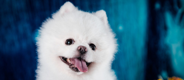 御兽小说【不科学御兽小说】