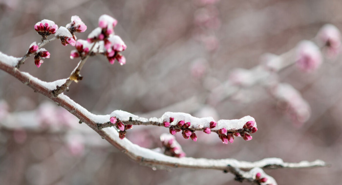 公羊博弈论的理论【公羊博弈论新解】